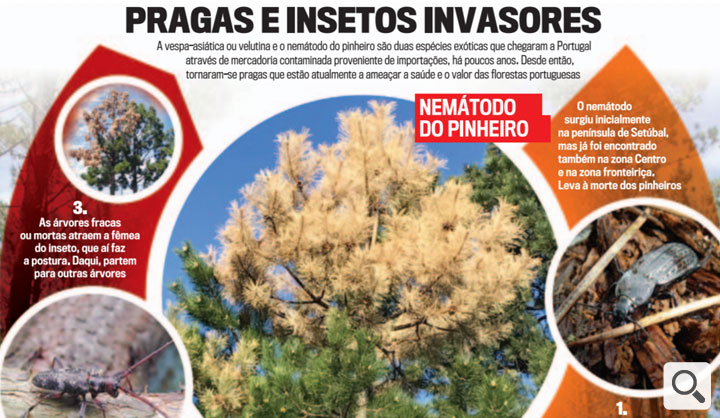 Pragas e insetos invasores