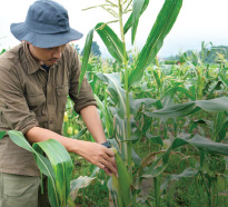 Ciência transforma agricultura Ciência transforma agricultura