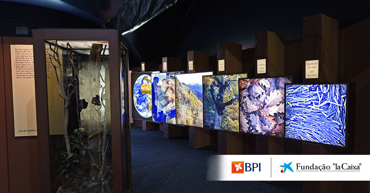 A exposi&ccedil;&atilde;o ''A Floresta'' inaugura em Castelo Branco.